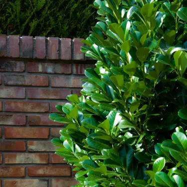 Plantning og pasning af kirsebærlaurbær